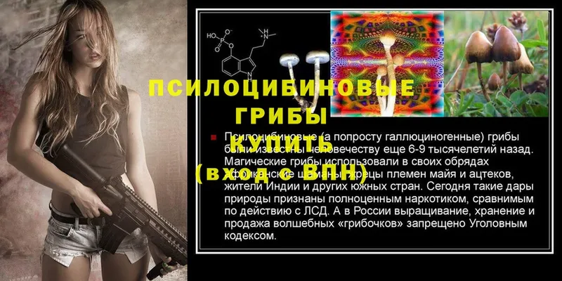 Псилоцибиновые грибы Psilocybe  Димитровград 